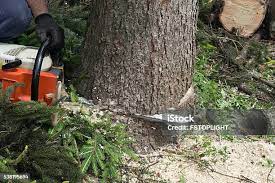 Best Commercial Tree Services  in Darrington, WA