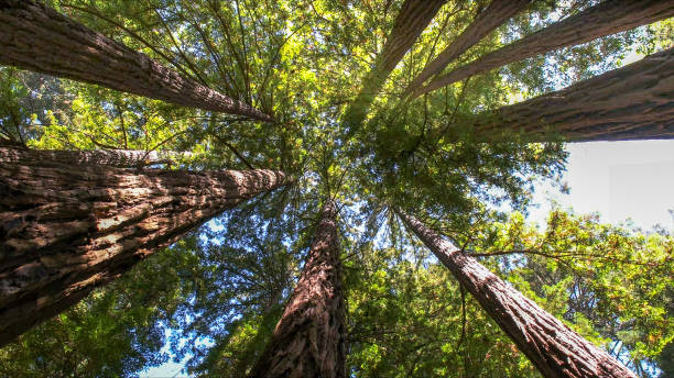 Best Utility Line Clearance  in Darrington, WA