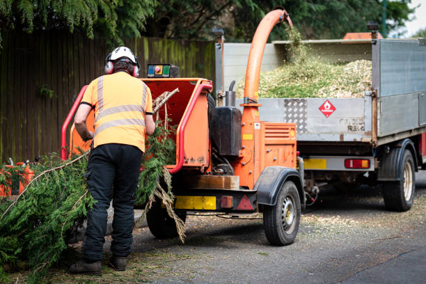 Best Tree Trimming and Pruning  in Darrington, WA