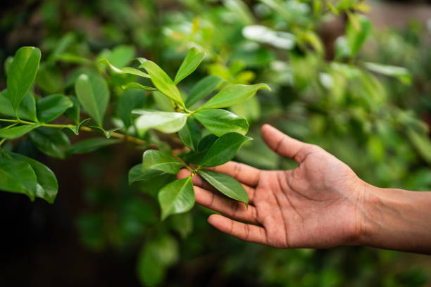 How Our Tree Care Process Works  in  Darrington, WA