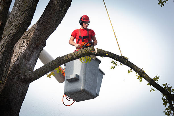 Best Tree and Shrub Care  in Darrington, WA