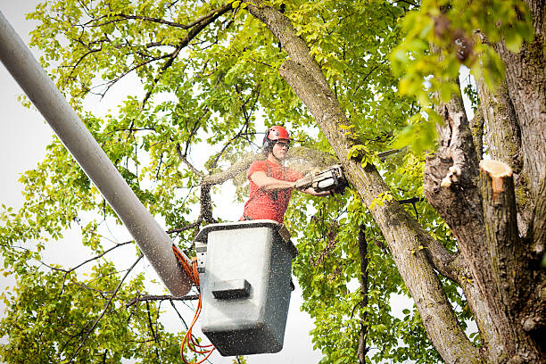 Best Arborist Consultation Services  in Darrington, WA
